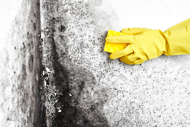Home Mold Removal in Broadway, NC