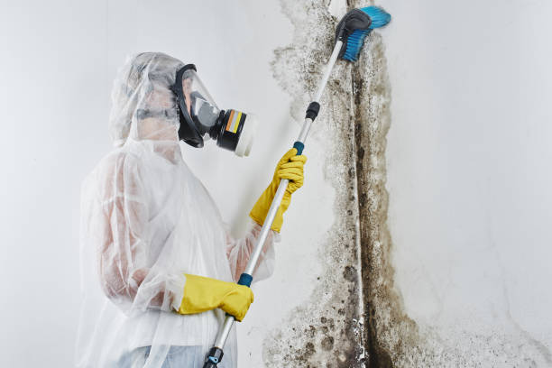 Broadway, NC Mold Removal Company