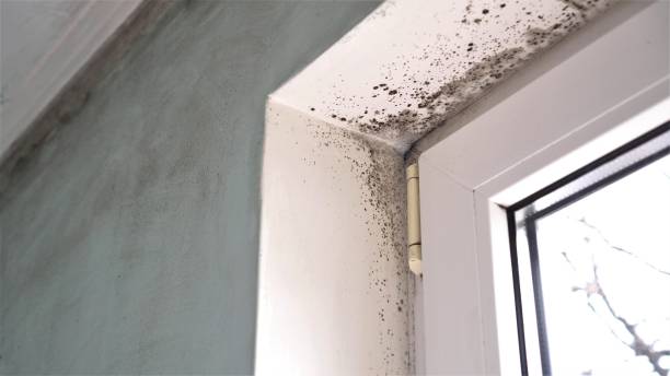 Best Affordable Mold Removal  in Broadway, NC