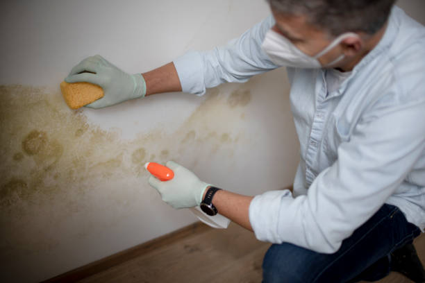 Best Attic Mold Removal  in Broadway, NC