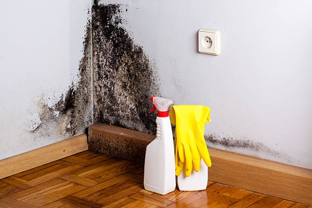 Best Black Mold Removal  in Broadway, NC