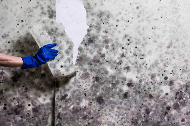 Best Crawl Space Mold Removal  in Broadway, NC