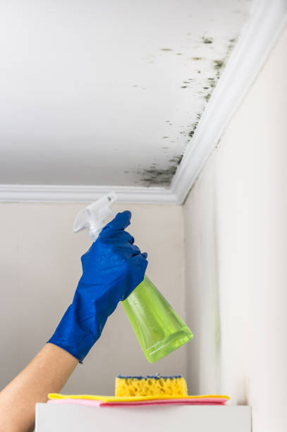 Best Mold Inspection  in Broadway, NC